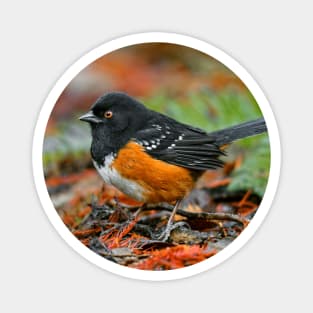 Spotted Towhee Sparrow Songbird in the Autumn Leaf Litter Magnet